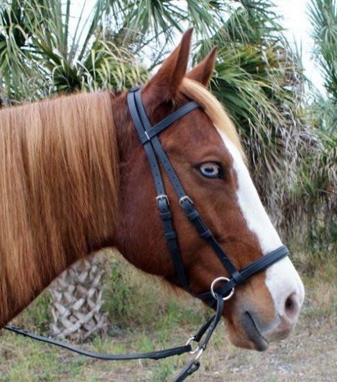 Beta Headstall - Dr. Cook's Bitless Bridle