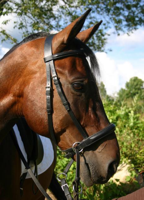 Leather Padded English Headstall - Dr. Cook's Bitless Bridle