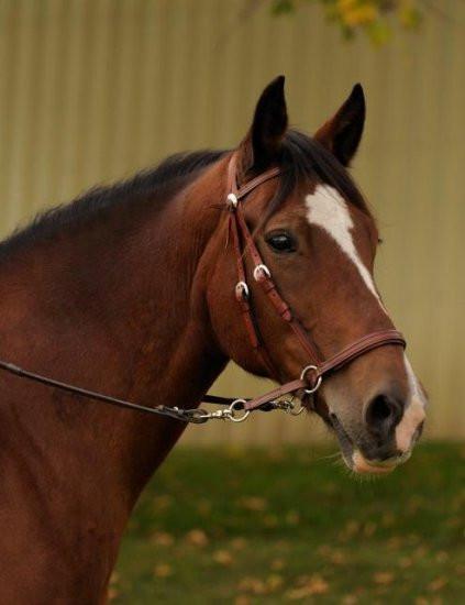 Leather Western Headstall - Dr. Cook's Bitless Bridle