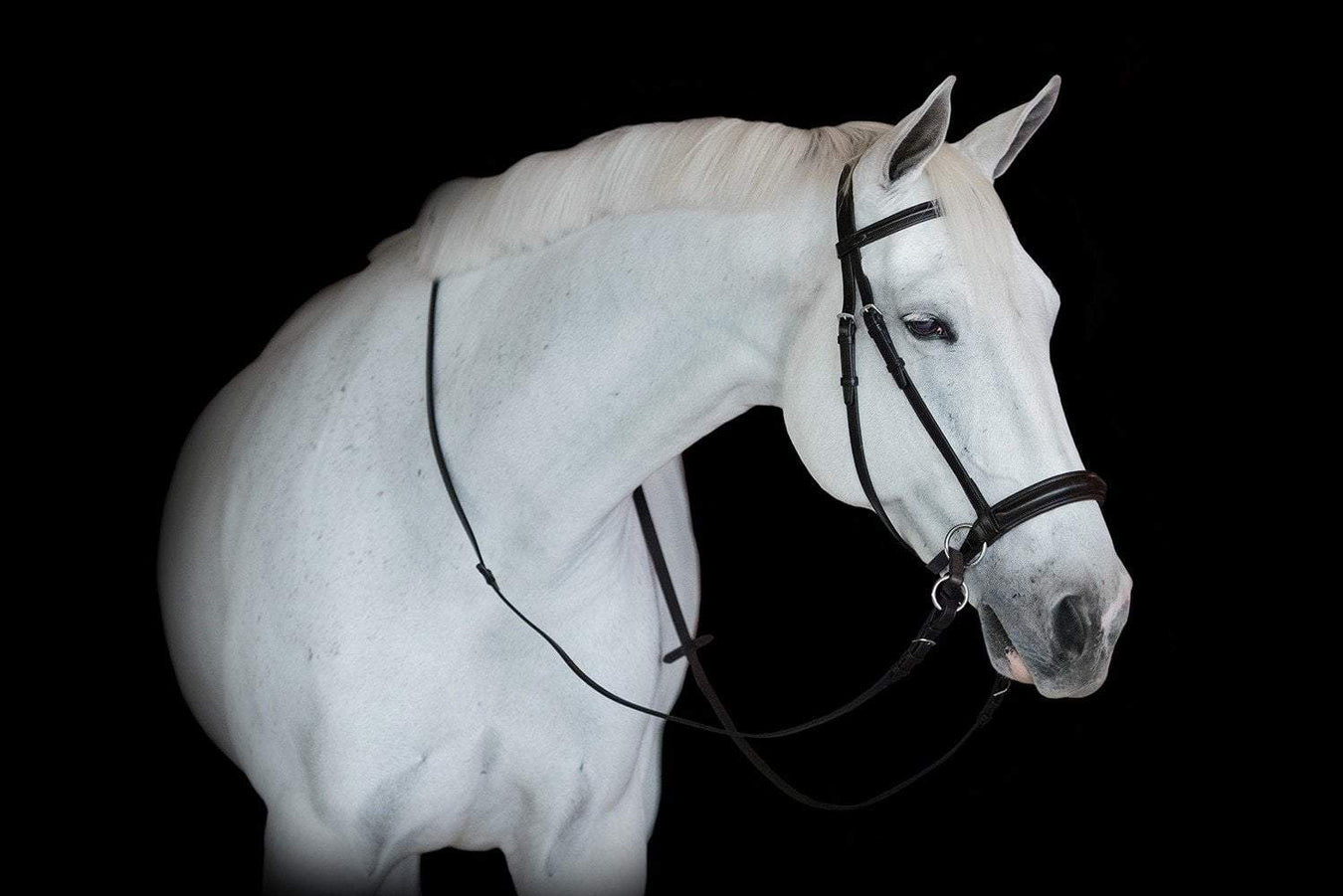 Bitless Bridle