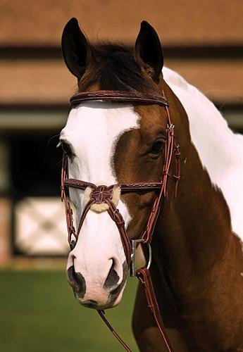 Fancy Square Raised Padded Figure 8 Bridle with Laced Reins