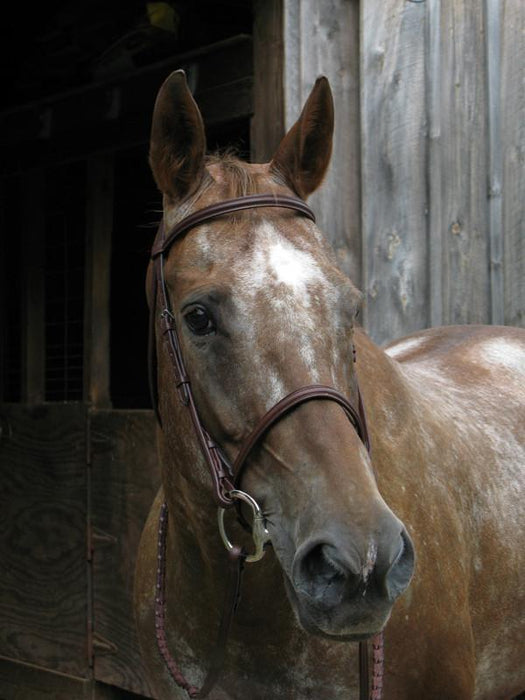 Raised Padded Snaffle Bridle w/Laced Reins